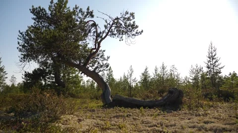 Broken tree in taiga forest Siberia Stock Footage 281523607