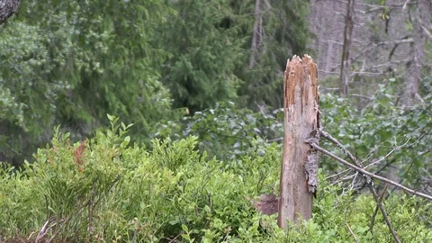 Broken Tree in the Tatra Forest Video stock 104011419