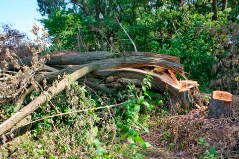 A broken tree, a tree after a hurricane Stock Photos