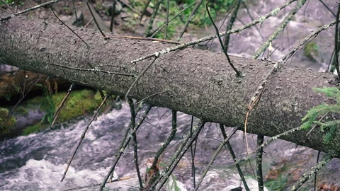 Broken tree. The tree fell from a strong wind. Stock Footage 150713169