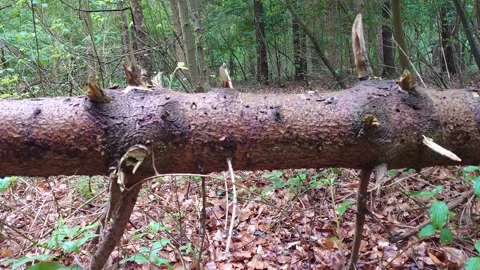Broken tree trunk 4K Stock Footage 194910189