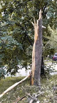 Broken tree trunk after a hurricane. Consequences after a strong wind in the Stock Photos