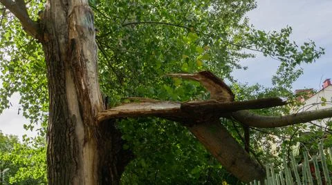 Broken tree trunk after suffering strong wind. Stock Photos