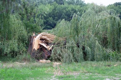 Broken tree trunk after thunderstorm hurricane in the park. Wind broke the wi Stock Photos