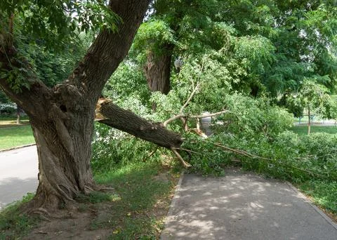 Broken tree trunk after thunderstorm hurricane in the park. Wind broke the tr Stock Photos