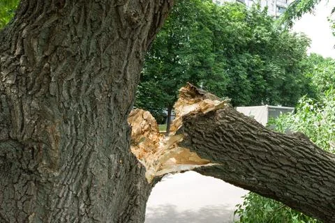 Broken tree trunk after thunderstorm hurricane in the park. Wind broke the tr Stock Photos