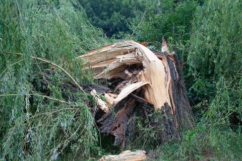 Broken tree trunk after thunderstorm hurricane in the park. Wind broke the .. Stock Photos