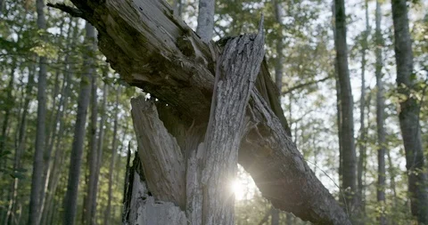 Broken tree trunk against bright sunlight in the forest Stock Footage 145279384