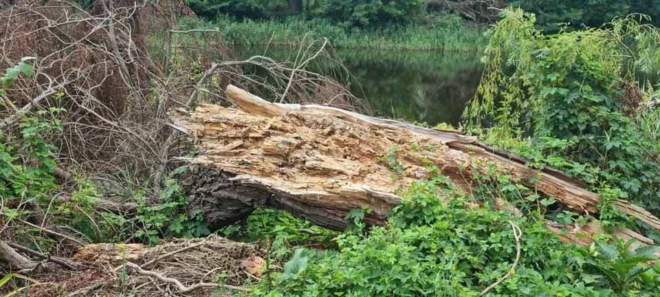 Broken Tree Trunk and Branches Near River Stock Photos