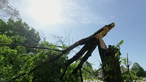 Broken tree trunk and fallen branches after severe storm damage in a Stock Footage 340382828