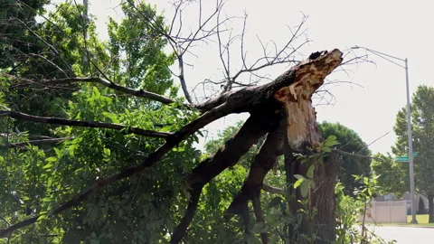 Broken tree trunk and fallen branches after severe storm damage Stock Footage 341544216