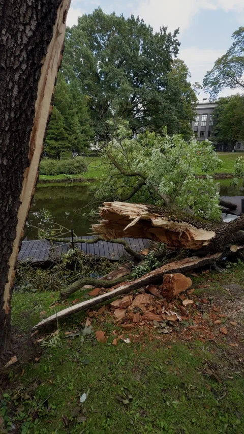Broken tree trunk beside pond in park with splintered wood, fallen branches, and Stock Footage 344968119