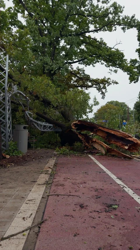 Broken tree trunk blocks roadside path beside damaged pavement after storm, with Stock Footage 345531911
