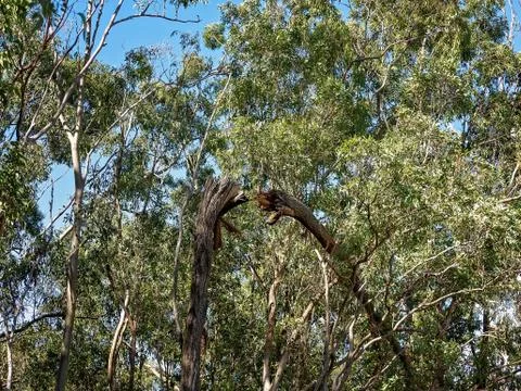 Broken Tree Trunk In Bushland Stock Photos