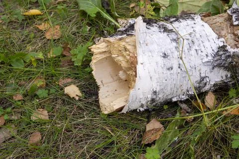 Broken tree trunk in a clearing in the forest Stock Photos