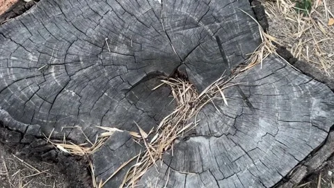 Broken tree trunk cross section with visible rings and rough texture Stock Footage 312855597