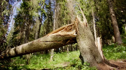 Broken Tree Trunk in a Dense Norwegian Forest Stock Footage 337142692