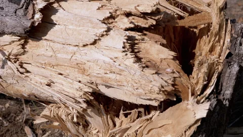 Broken Tree Trunk Detail Stock Footage 293259904