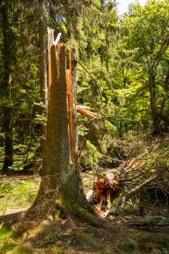 Broken tree trunk due to storm Stock Photos