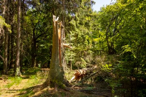 Broken tree trunk due to storm Stock Photos