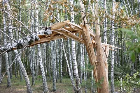 A broken tree trunk in the forest after a strong hurricane wind. The Stock Photos