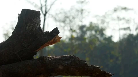 Broken Tree Trunk with Forest Background in Soft Natural Light Stock Footage 327608556