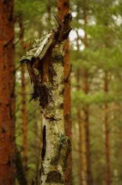 Broken tree trunk in the forest, birch trunk, wind Stockfoto's