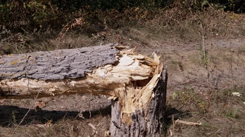 Broken Tree Trunk in Forest Stock Footage 293279273