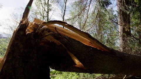 Broken Tree Trunk with Fresh Splintered Wood in Norwegian Forest Stock Footage 337239916