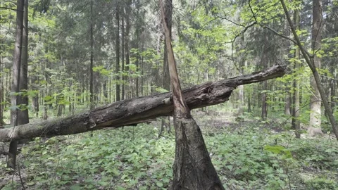 A broken tree trunk lies horizontally on the green forest ground. Stock Footage 335026756