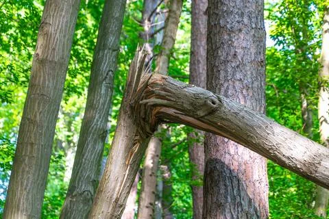 Broken tree trunk in lush forest with sunlight filtering through leaves Stock Photos