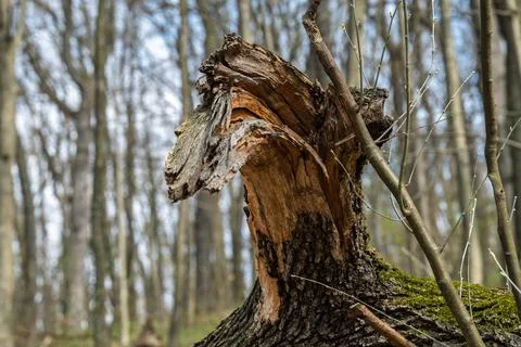 Broken tree trunk with new growth Stock Photos