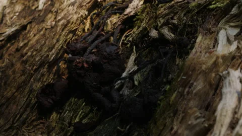 A broken tree trunk with parasites and insects Video stock 196213213