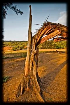 Broken tree trunk Stock Photos