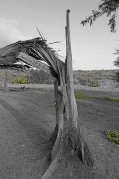 Broken tree trunk Stock Photos