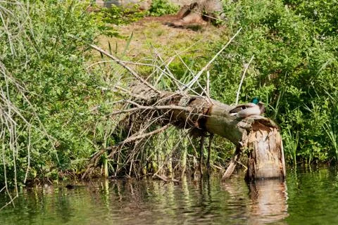 Broken tree trunk Stock Photos