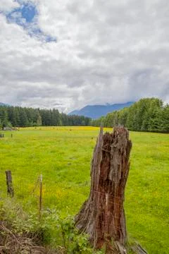 Broken tree trunk Foto stock