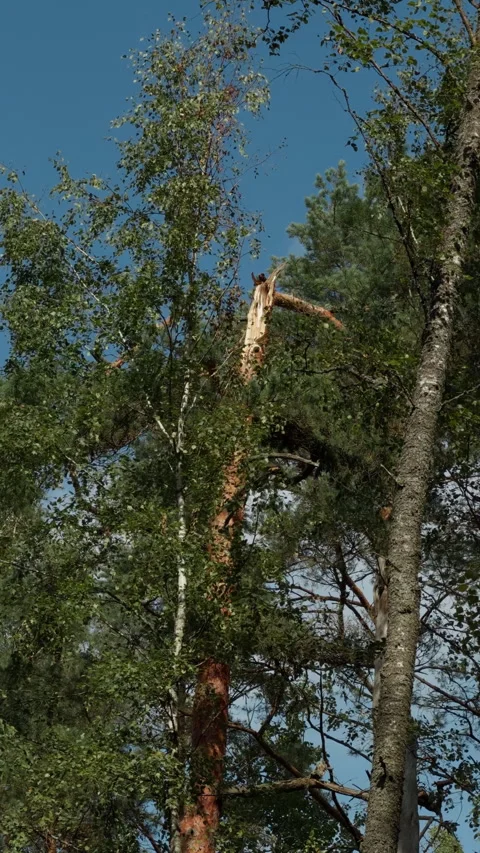 Broken tree trunk rising through dense forest canopy under clear blue sky in Stock Footage 345265676