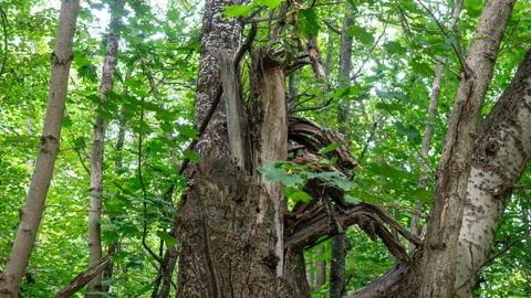 Broken tree trunk splintered in green summer forest Stock Photos