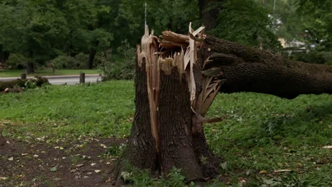 Broken tree trunk with splintered wood beside park path after heavy damage in Stock Footage 345374566