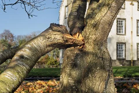 Broken tree trunk split branch with damage and decay Stock Photos
