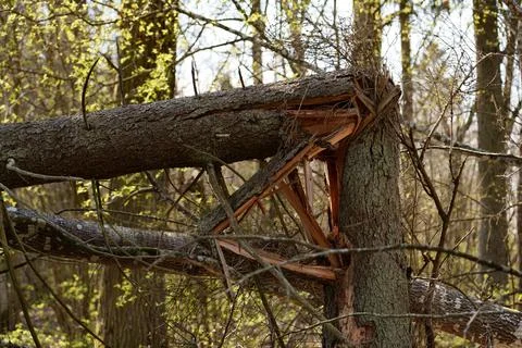Broken tree trunk split by fallen timber in woodland Stock Photos