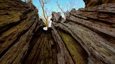Broken tree trunk splitting apart and revealing sky. Cracked wood splitting and Stock Footage 303169344