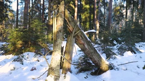 A broken tree trunk stands bent and splintered in a snowy evergreen forest, lit Stock Footage 329165194