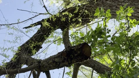 Broken tree trunk storm damage, upward view branches sky Stock Footage 333479829