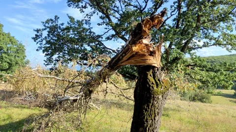 Broken Tree Trunk Storm Damage in Rural Field Stock Footage 341334295