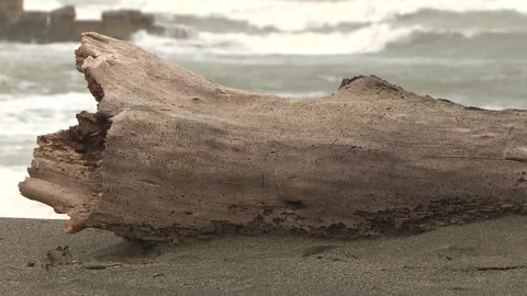 Broken tree trunk with stormy sea in the background Stock Footage 265644964