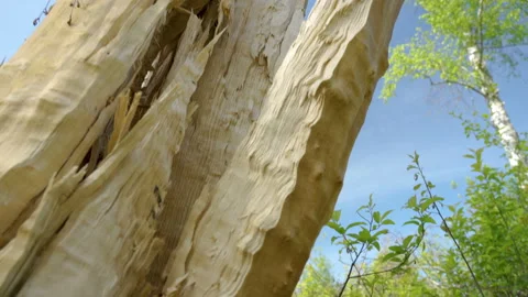 The broken tree trunk stuck with the lightning Stock Footage 138545685