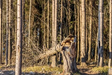 Broken tree trunk at sunset Stock-Fotos