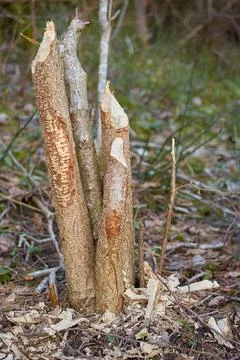 Broken tree trunk with traces of beaver teeth, vertical Stock Photos